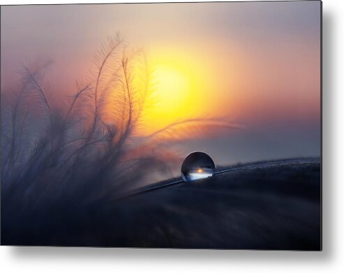 Drop Metal Print featuring the photograph Morning by Peep Loorits