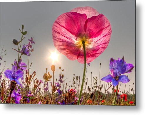 Fog Metal Print featuring the photograph Morning Pink by Debra and Dave Vanderlaan