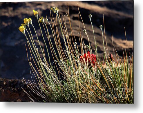 Wildflowers Metal Print featuring the photograph Morning Praise by Jim Garrison
