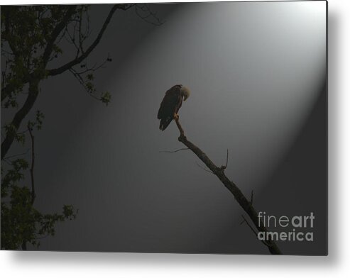 Eagle Metal Print featuring the photograph Morning Prayer by Geraldine DeBoer
