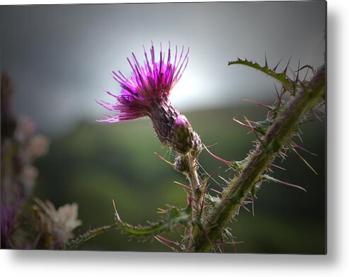 Thistle Metal Print featuring the photograph Morning Purple Thistle. by Terence Davis