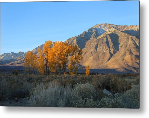 Sunrise Metal Print featuring the photograph Morning Sunrise by Tammy Pool