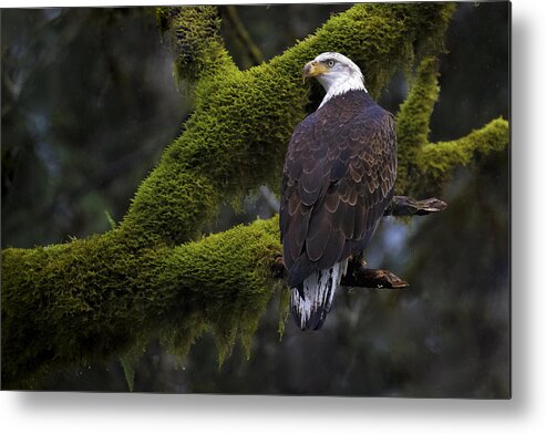 Bald Eagle Metal Print featuring the photograph Moss Eagle by Mohammed Gammal