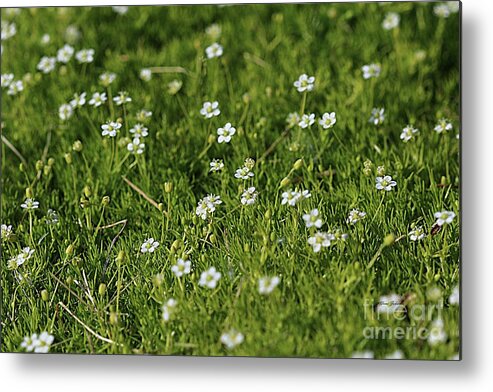 Moss Metal Print featuring the photograph Moss flowers by Yumi Johnson