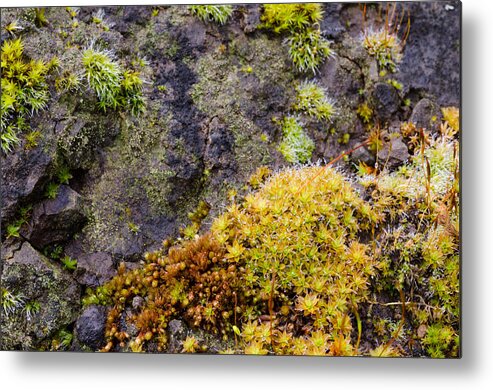 Oregon Metal Print featuring the photograph Moss Garden by Margaret Pitcher