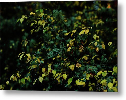 Landscape Metal Print featuring the photograph Moss in Colors by Gene Garnace