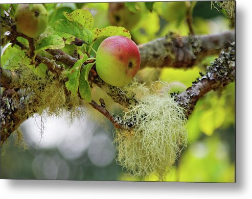 Adria Trail Metal Print featuring the photograph Mossy Apple Tree by Adria Trail