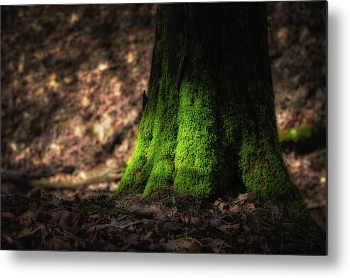  Bryophyta Metal Print featuring the photograph Mossy Tree by James Barber