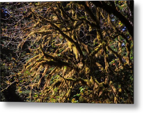 Mossy Trees Metal Print featuring the photograph Mossy trees by Bonnie Follett