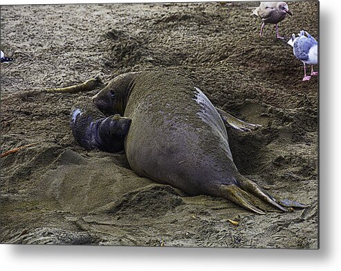 Elephant Metal Print featuring the photograph Mother And New Born by Garry Gay