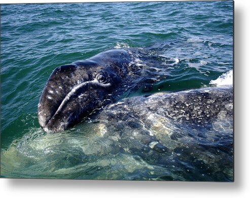 Grey Whale Metal Print featuring the photograph Mother Grey Whale and baby calf by David Shuler