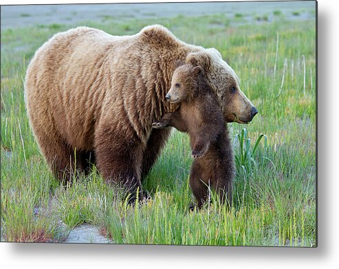 Alaska Metal Print featuring the photograph Mother's Love 2 by Dale Franz