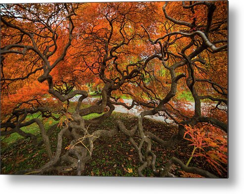 Mount Metal Print featuring the photograph Mount Auburn Cemetery Beautiful Japanese Maple Tree Orange Autumn Colors Branches by Toby McGuire