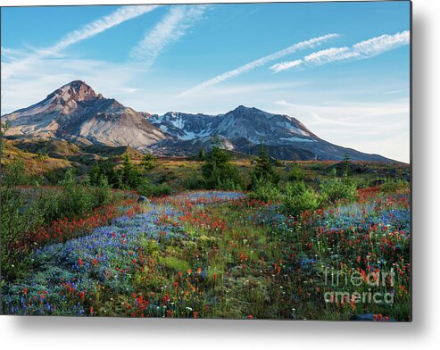 Mount St Helens Metal Print featuring the photograph Mount St Helens Glorious Field of Spring Wildflowers by Mike Reid