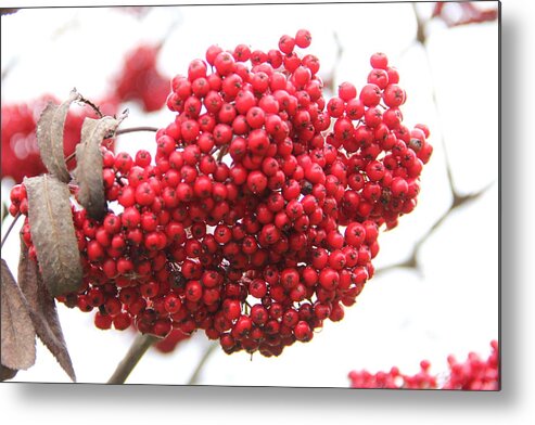 Mountain Ash Metal Print featuring the photograph Mountain Ash Berries by Allen Nice-Webb