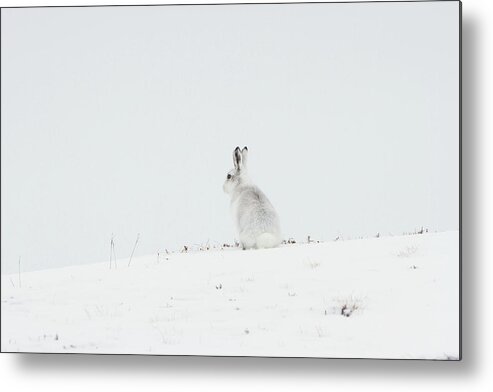 Mountain Metal Print featuring the photograph Mountain Hare Sat In Snow by Pete Walkden