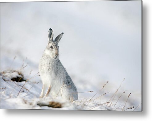 Mountain Metal Print featuring the photograph Mountain Hare Sitting In Snow by Pete Walkden