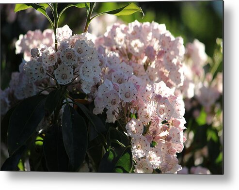 Mountain Laurel Metal Print featuring the photograph Mountain Laurel by Jewels Hamrick