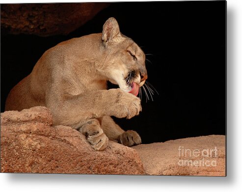 Cougar Metal Print featuring the photograph Mountain Lion In Cave Licking Paw by Max Allen