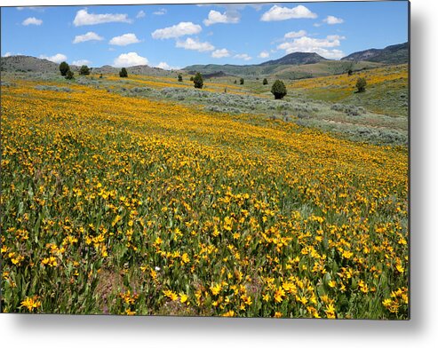 No People Metal Print featuring the photograph Mountain Meadows of Yellow Wildflowers by Brett Pelletier