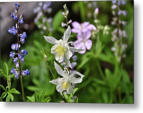 Flowers Metal Print featuring the photograph Mountain Wildflowers by Greg Norrell