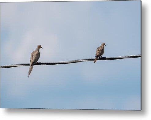 Mourning Doves Metal Print featuring the photograph Mourning Doves by Holden The Moment