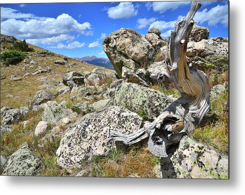 Mount Goliath Natural Area Metal Print featuring the photograph Mt. Evans Road by Ray Mathis