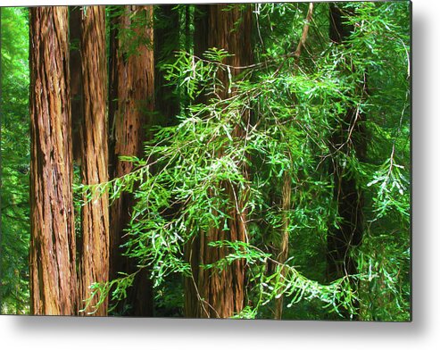 Muir Woods Afternoon Metal Print featuring the photograph Muir Woods Afternoon by Bonnie Follett