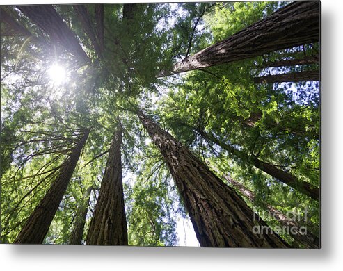 Tree Metal Print featuring the photograph Muir Woods No.1 by Scott Evers