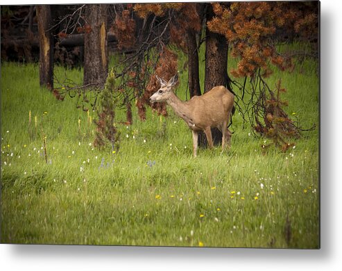 Mule Deer Metal Print featuring the photograph Mule Deer by Chad Davis