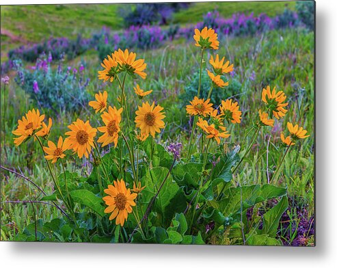 Landscape Metal Print featuring the photograph Mule's Ear and Lupine by Marc Crumpler