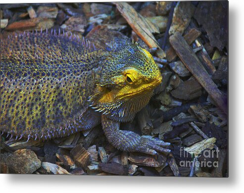 Multicolored Metal Print featuring the photograph Multicolored Lizard by David Frederick