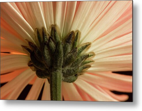 Mum Metal Print featuring the photograph Mum from Below by Bob Cournoyer