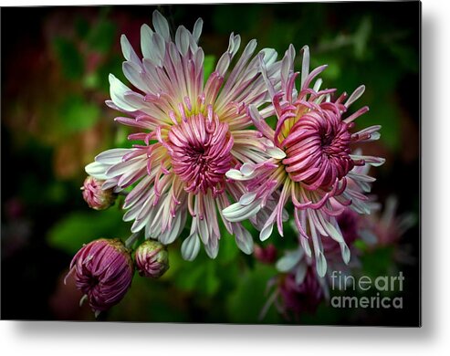 Chrystanthemum Metal Print featuring the photograph Mums by Anjanette Douglas