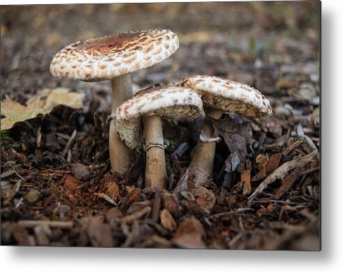 Mushroom Metal Print featuring the photograph Mushroom Trio Macrolepiota procera by Frank Wilson