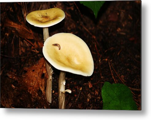 Copyright 2010 Cheryl Schuh Metal Print featuring the photograph Mushrooms in the Forest by Cheryl Day
