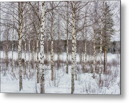 Forest Metal Print featuring the digital art Birch Trees in Finland by Roberta Kayne
