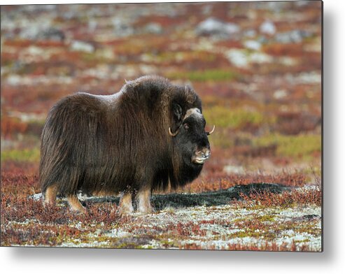 Muskox Metal Print featuring the photograph Muskox by Arterra Picture Library