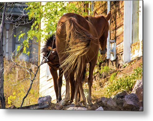 Wild Horses Metal Print featuring the photograph Mustang Mare with Foal by Robin Valentine