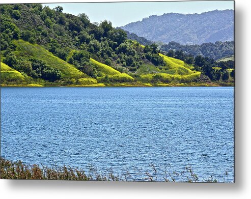 Landscape Metal Print featuring the photograph Mustard Patches by Diana Hatcher