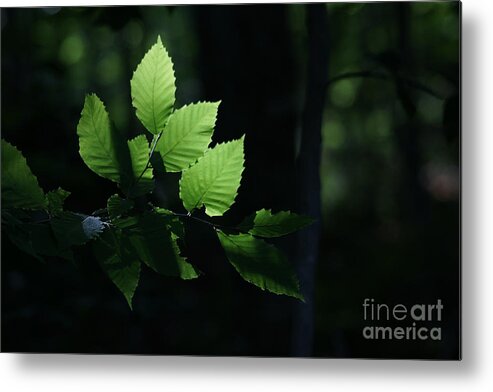 Forest Metal Print featuring the photograph Mute And Motionless As If Himself A Shadow by Linda Shafer
