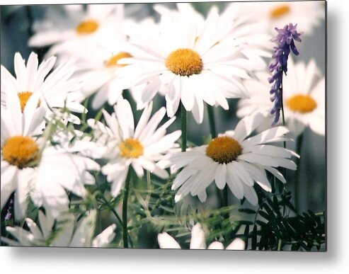 Daisies Metal Print featuring the photograph My Daisies by Jackie Mueller-Jones