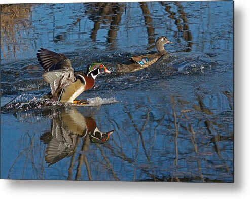 Wood Duck Metal Print featuring the photograph Oh darling, look in the mirror how beautiful I am by Asbed Iskedjian