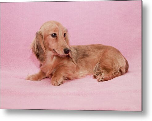 Companion Metal Print featuring the photograph My Girl Joey by Ree Reid