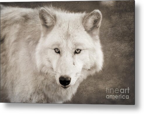 Wolf Metal Print featuring the photograph Mystical Creature by Ana V Ramirez