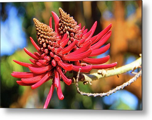 Coral Tree Flower Metal Print featuring the photograph Naked Coral Tree Flower by Mariola Bitner
