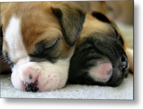 Dog Metal Print featuring the photograph Nap Time by Bob Cournoyer