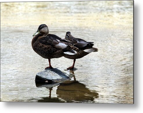 Duck Metal Print featuring the photograph Nap Time by Wendy Gertz
