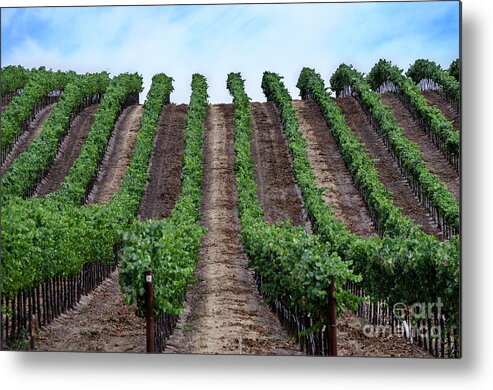 Napa Metal Print featuring the photograph Napa Vineyards by Judy Wolinsky