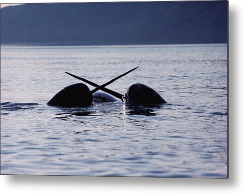 00080563 Metal Print featuring the photograph Narwhal Males Sparring Baffin Island by Flip Nicklin